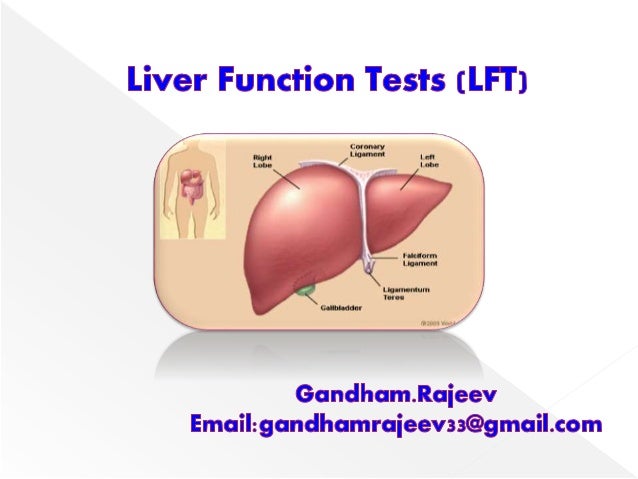 Functions Of The Liver Functions Of The Liver